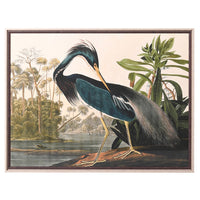 Preening Heron Framed Picture