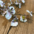Ballerina Dancing Orchid Stem Spray 90cm