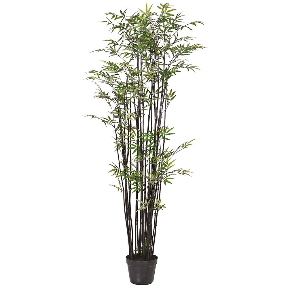 Black Multi Stem Bamboo Tree in Black Plastic Pot | Annie Mo's