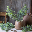 Boxwood Stem 72cm | Annie Mo's