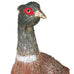 Brown Feather Pheasant 58cm