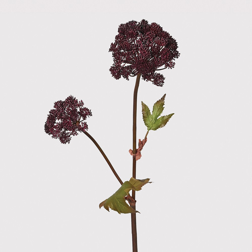 Burgundy Angelica Seed Head with Leaves 95cm