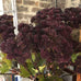 Burgundy Angelica Seed Head with Leaves 95cm C