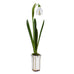 Set of Five Snowdrops in Ceramic Pot 12cm