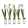 Set of Five Snowdrops in Ceramic Pot 12cm | Annie Mo's