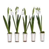 Set of Five Snowdrops in Ceramic Pot 12cm | Annie Mo's
