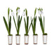 Set of Five Snowdrops in Ceramic Pot 12cm | Annie Mo's
