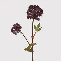 Burgundy Angelica Seed Head with Leaves 95cm | Annie Mo's