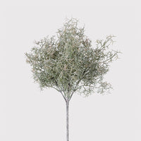 Spanish Moss Bush 30cm | Annie Mo's