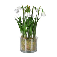 Snowdrop Plant in Glass Pot 26cm | Annie Mo's