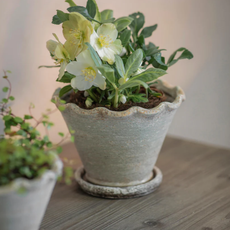 Carden Planter - Size Choice | Annie Mo's  C