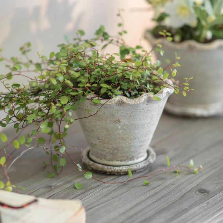 Carden Planter - Size Choice | Annie Mo's  B
