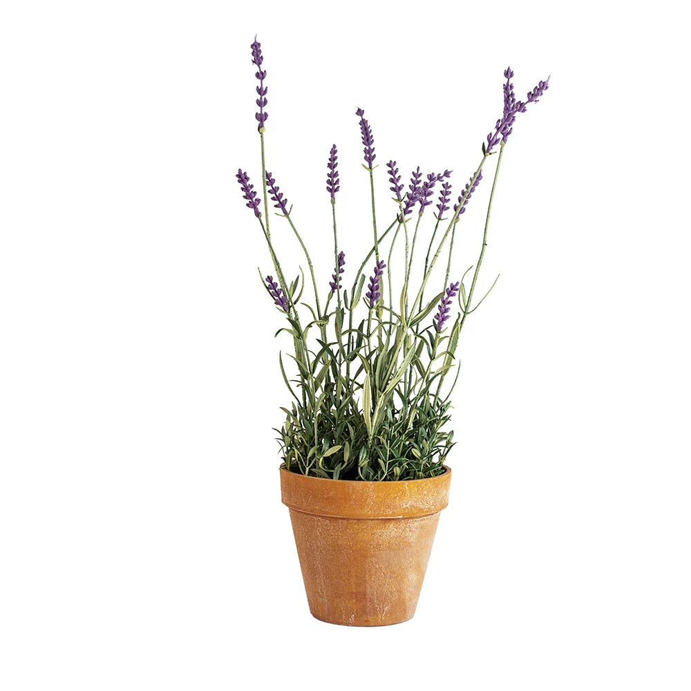 EnglishLavenderinPot44cm
