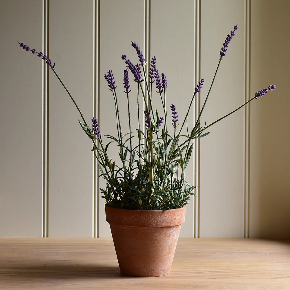 English Lavender in Pot 44cm | Annie Mo's