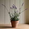 English Lavender in Pot 44cm | Annie Mo's