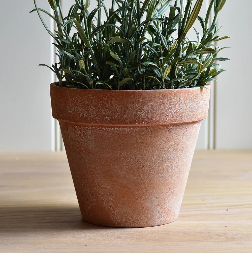English Lavender in Pot 44cm