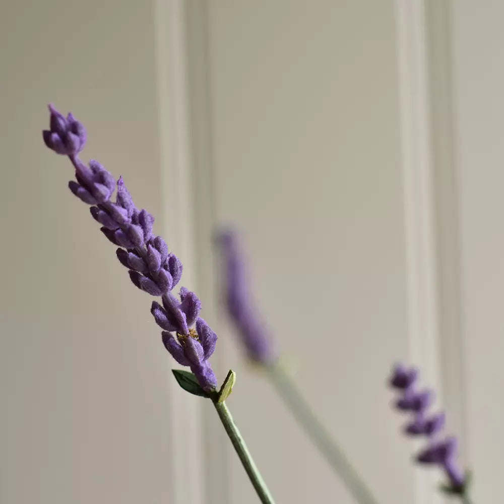 EnglishLavenderinPot44cmc