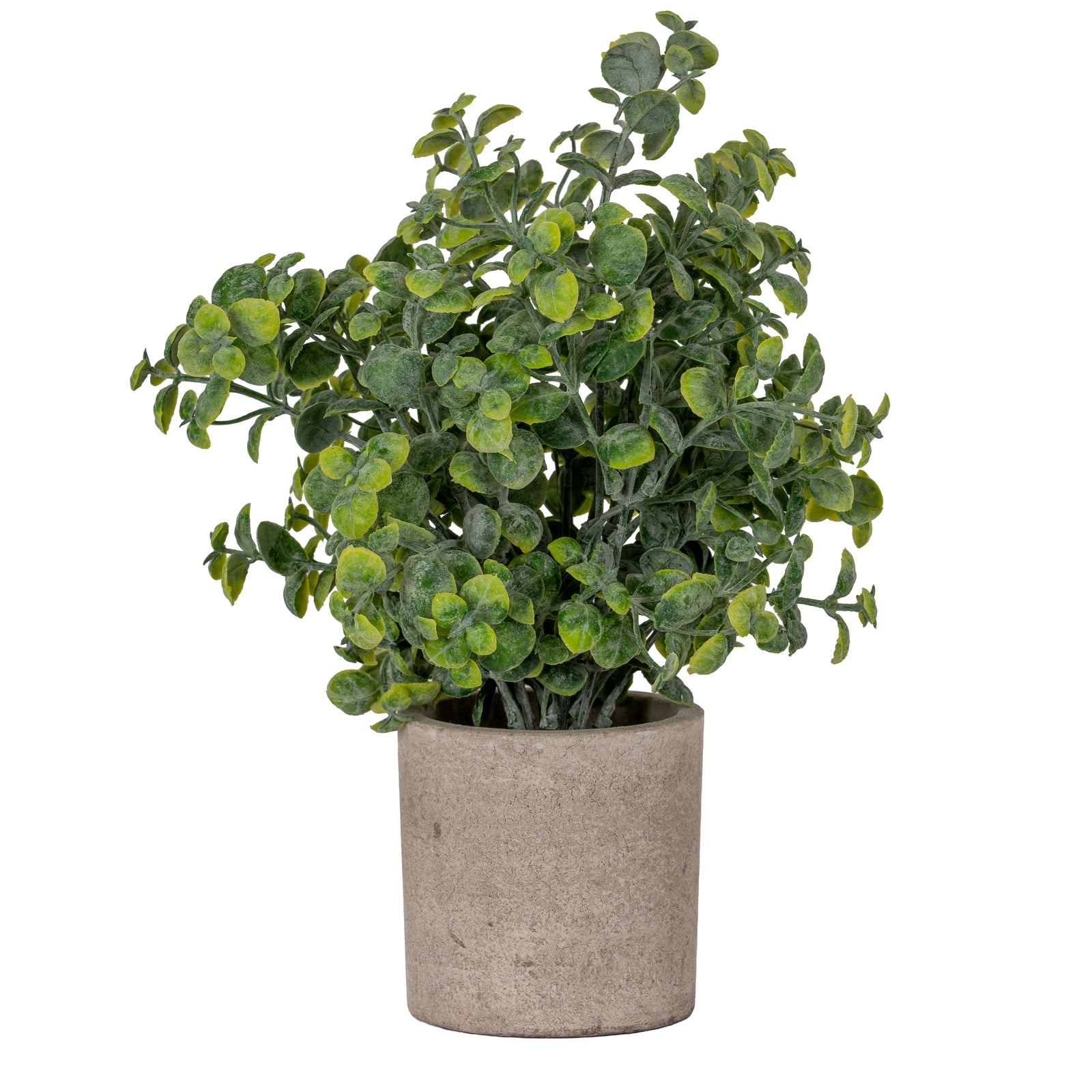Eucalyptus Plant In Stone Effect Pot 23cm | Annie Mo's