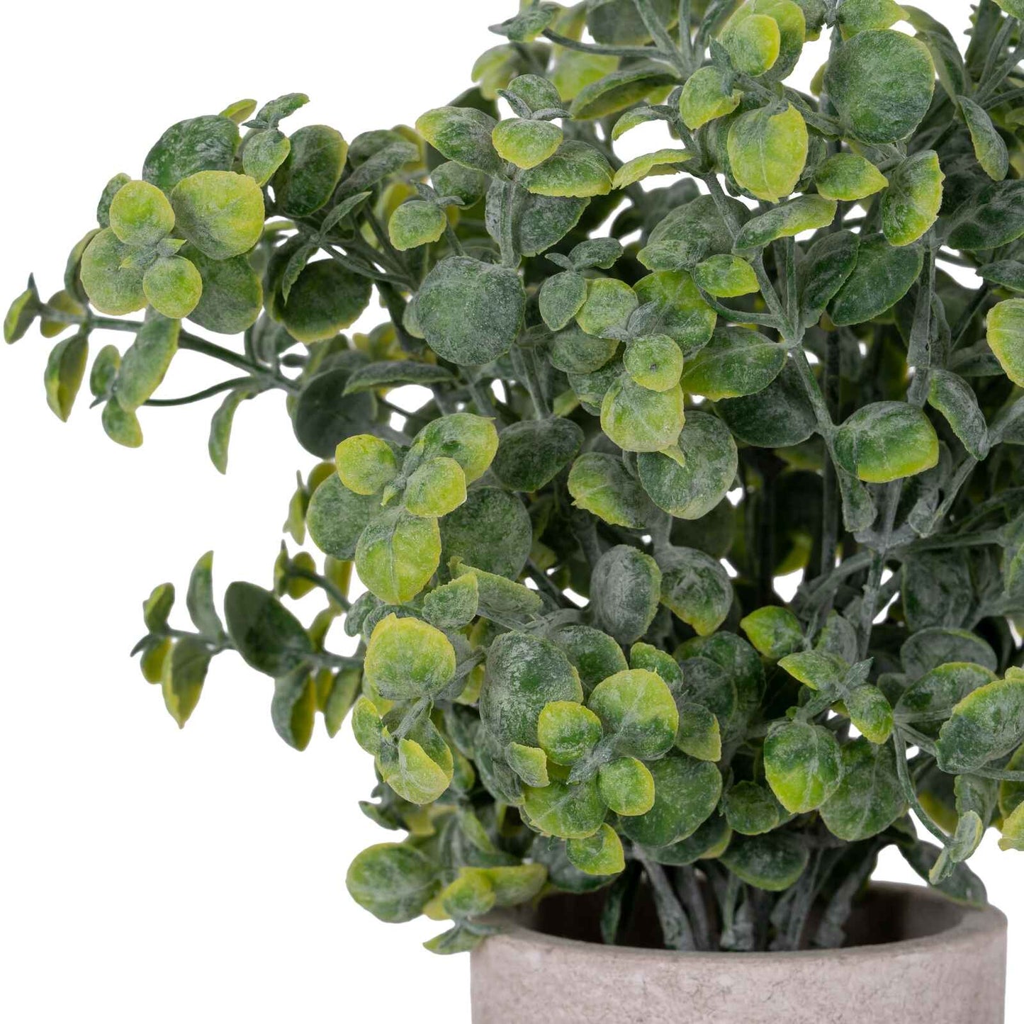 Eucalyptus Plant In Stone Effect Pot 23cm | Annie Mo's c