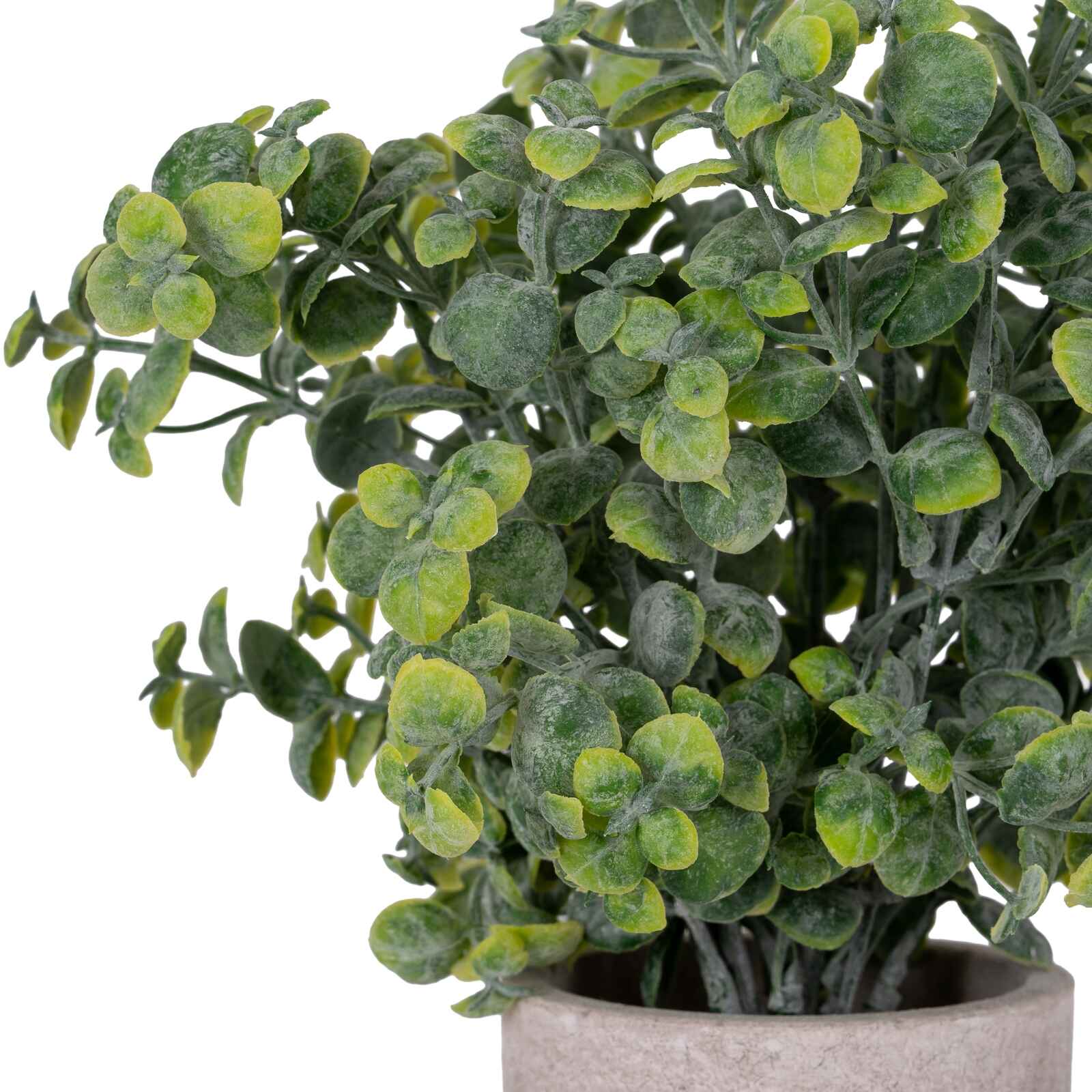 Eucalyptus Plant In Stone Effect Pot 23cm | Annie Mo's c