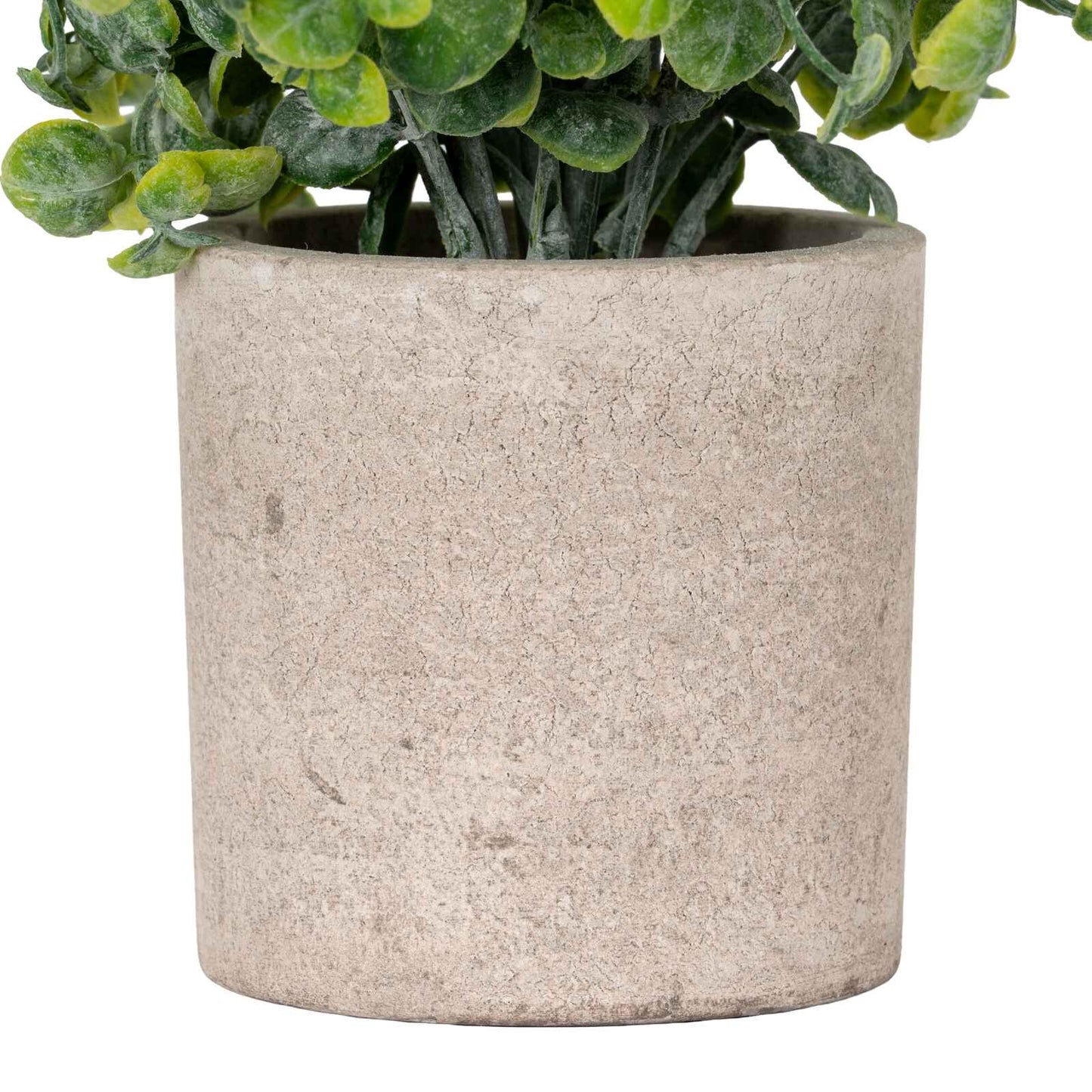 Eucalyptus Plant In Stone Effect Pot 23cm | Annie Mo's b