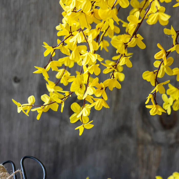 Forsythia Large Yellow Stem 90cm