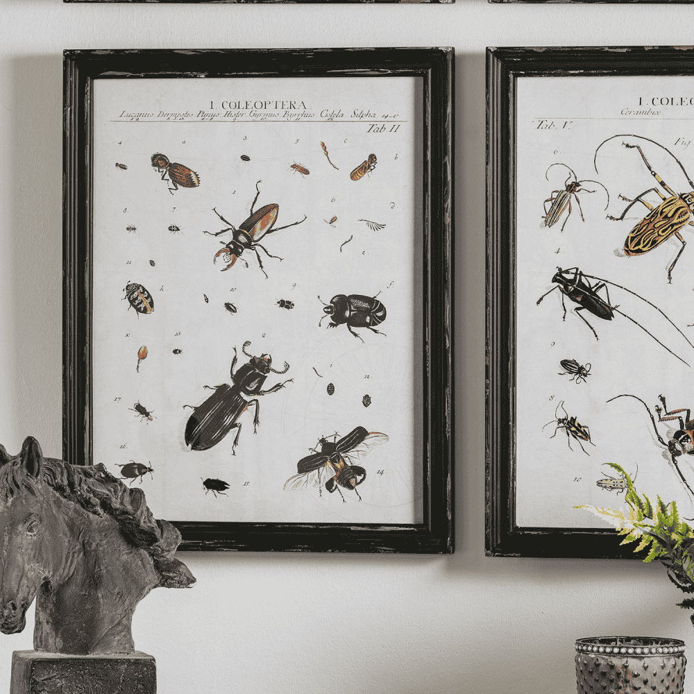 Four Assorted Framed Insect Prints 50cm