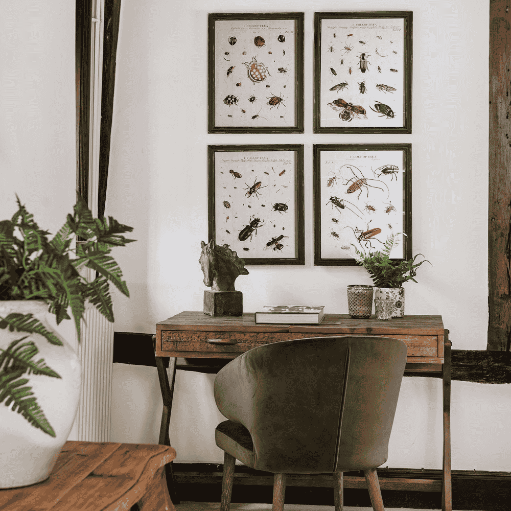 Four Assorted Framed Insect Prints 50cm