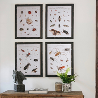 Four Assorted Framed Insect Prints 50cm | Annie Mo's