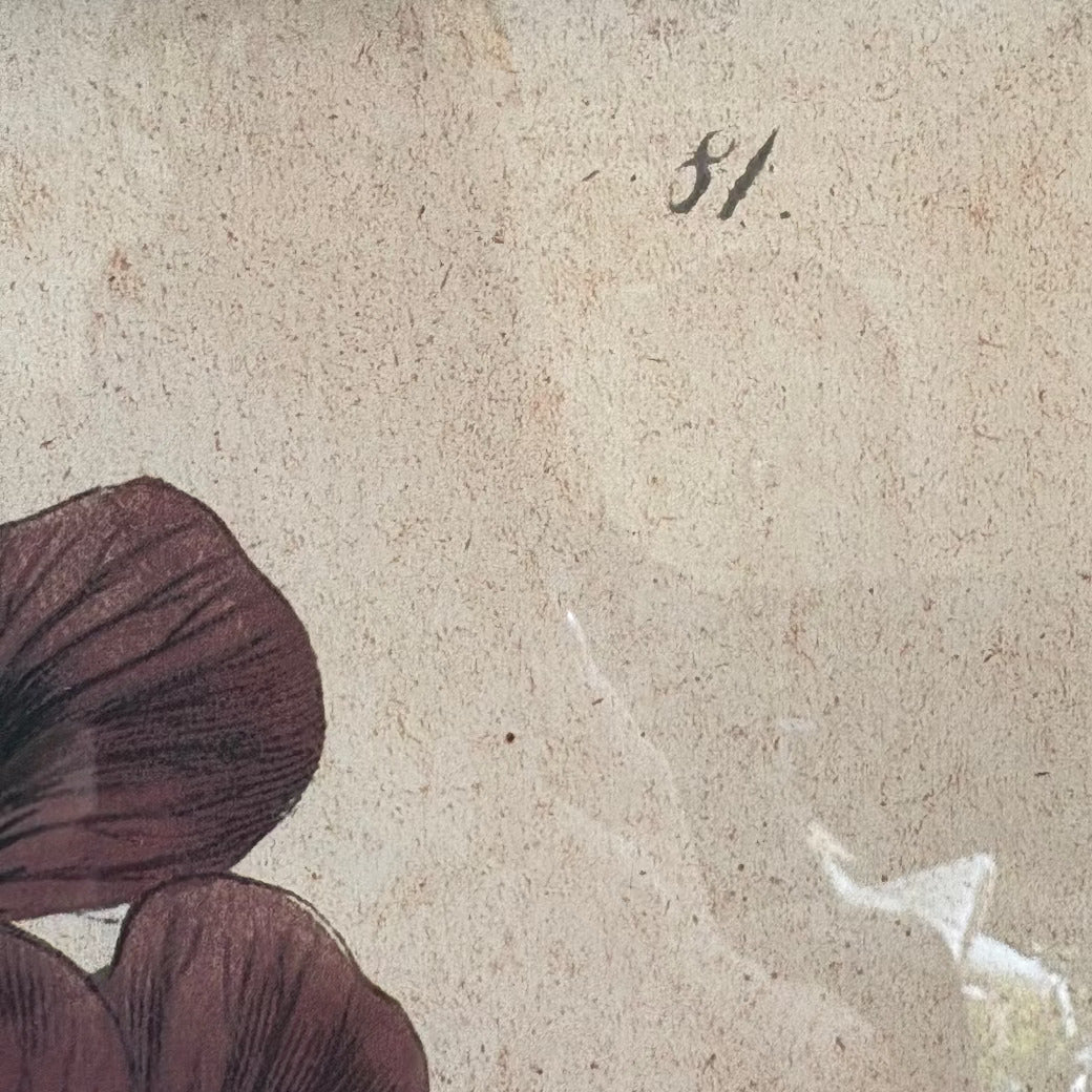 Set of Four Geranium Studies Framed Prints Each 60cm High-D