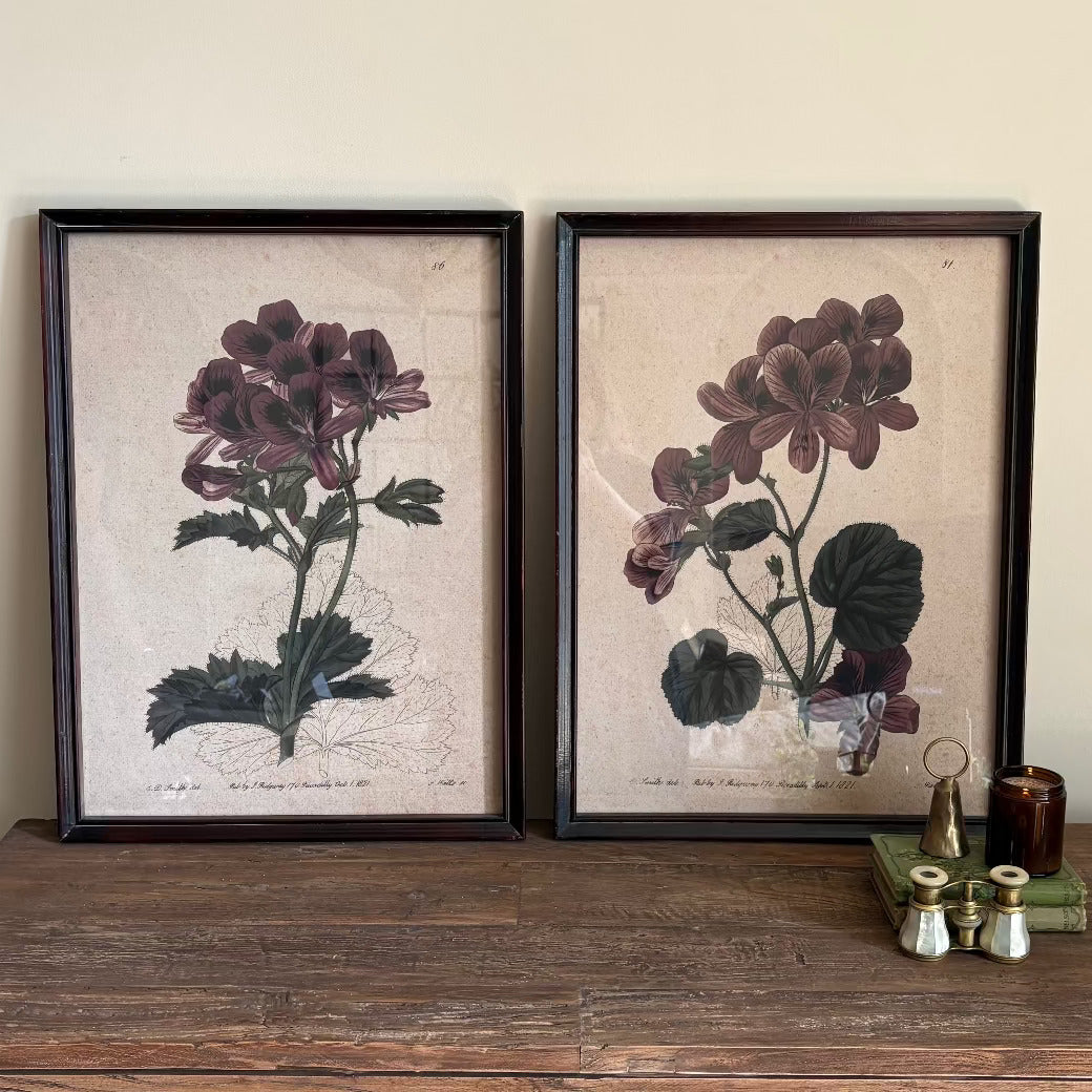 Set of Four Geranium Studies Framed Prints Each 60cm High-B