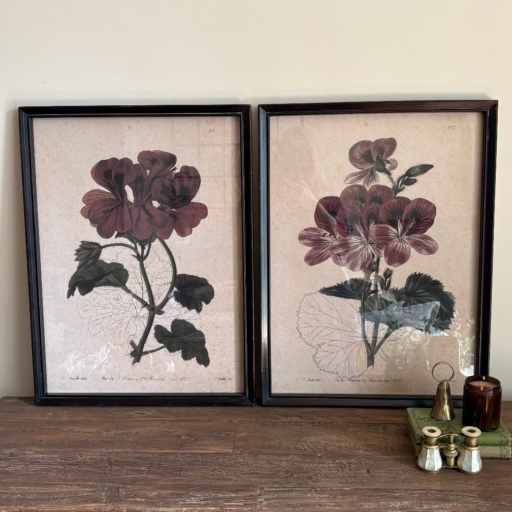Set of Four Geranium Studies Framed Prints Each 60cm High-C