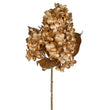 Gold Cone Hydrangea Stem 70cm | Annie Mo's