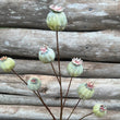 Green Papaver Stem 66cm | Annie Mo's
