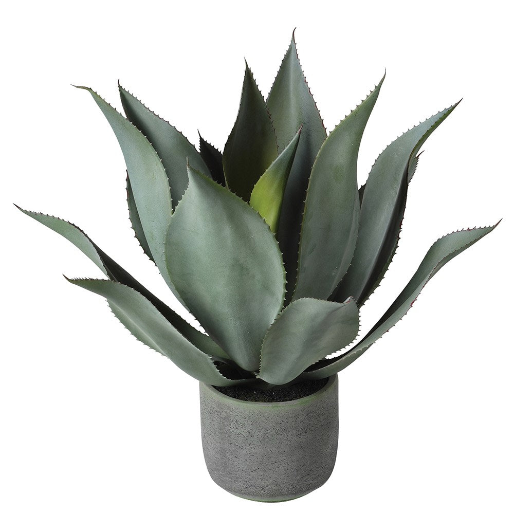 Green Aloe Vera Plant in Clay Pot -2
