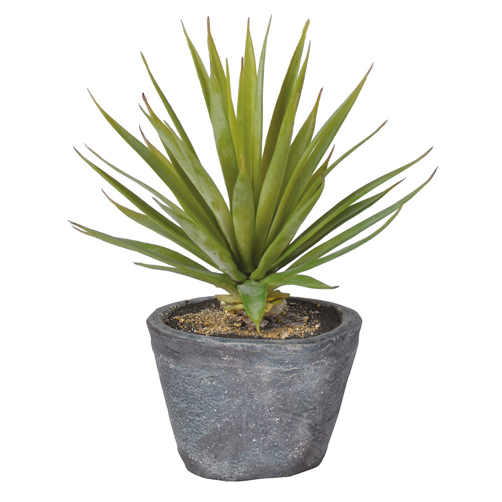 Green Spiky Air Plant in Dark Grey Cement Pot -2