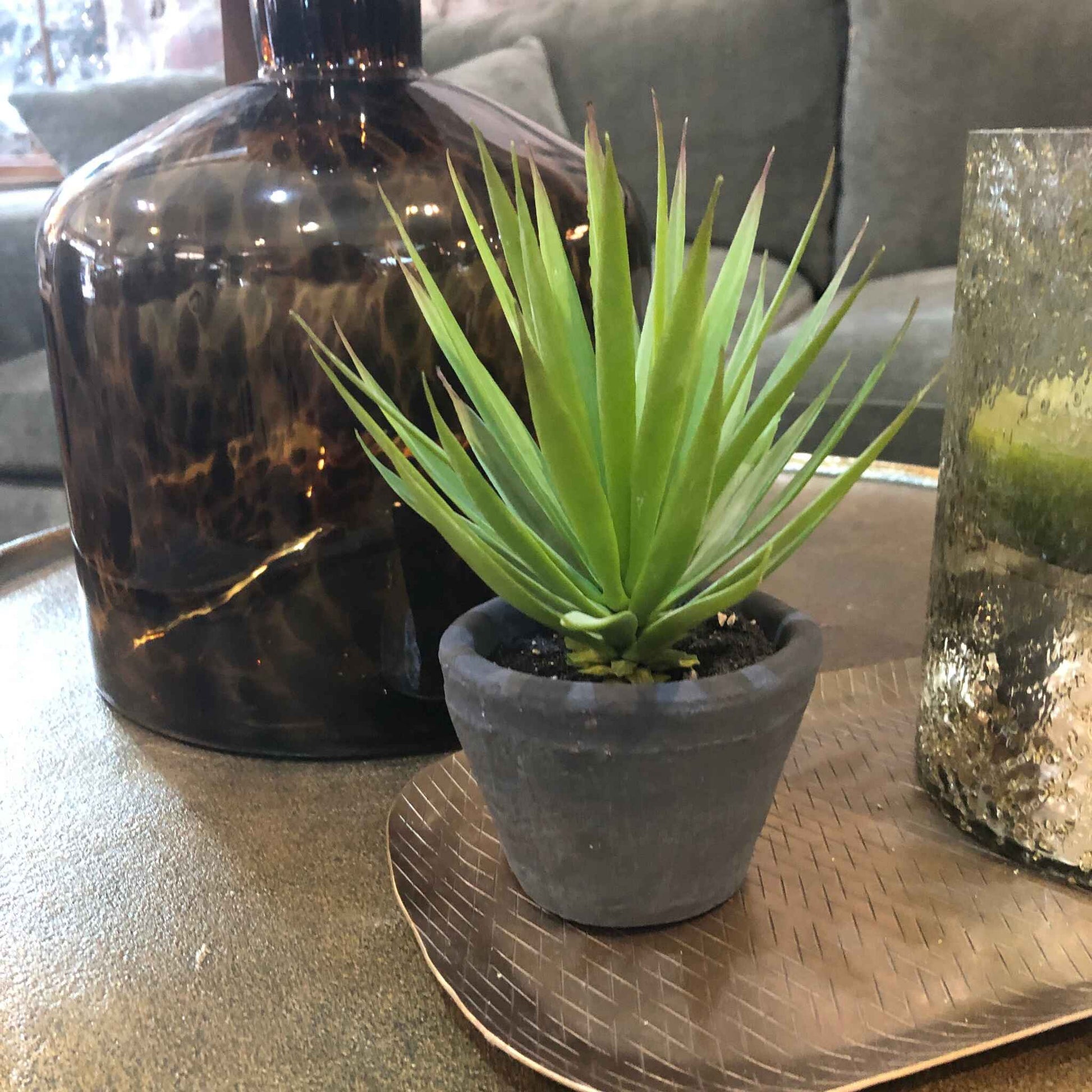 Green Spiky Air Plant in Dark Grey Cement Pot 