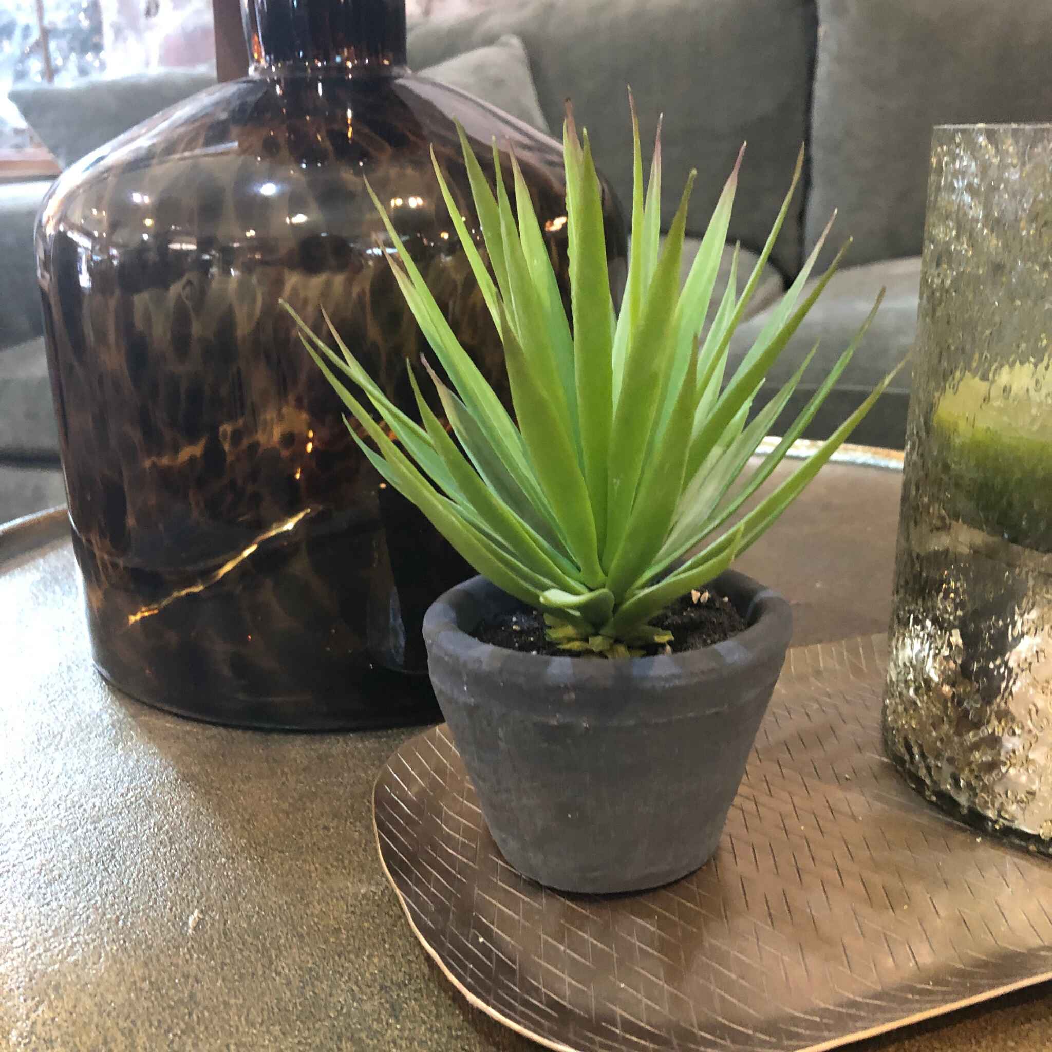 Green Spiky Air Plant in Dark Grey Cement Pot 