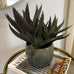 Green and Purple Spikey Aloe Vera in Cream Ribbed Clay Pot B