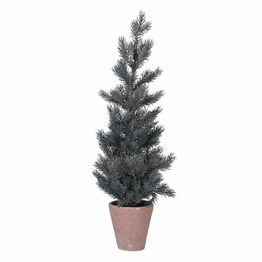 Grey Leaf Pine Tree in Terracotta Pot 70cm | Annie Mo's