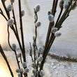 Grey Pussy Willow Spray with Leaves