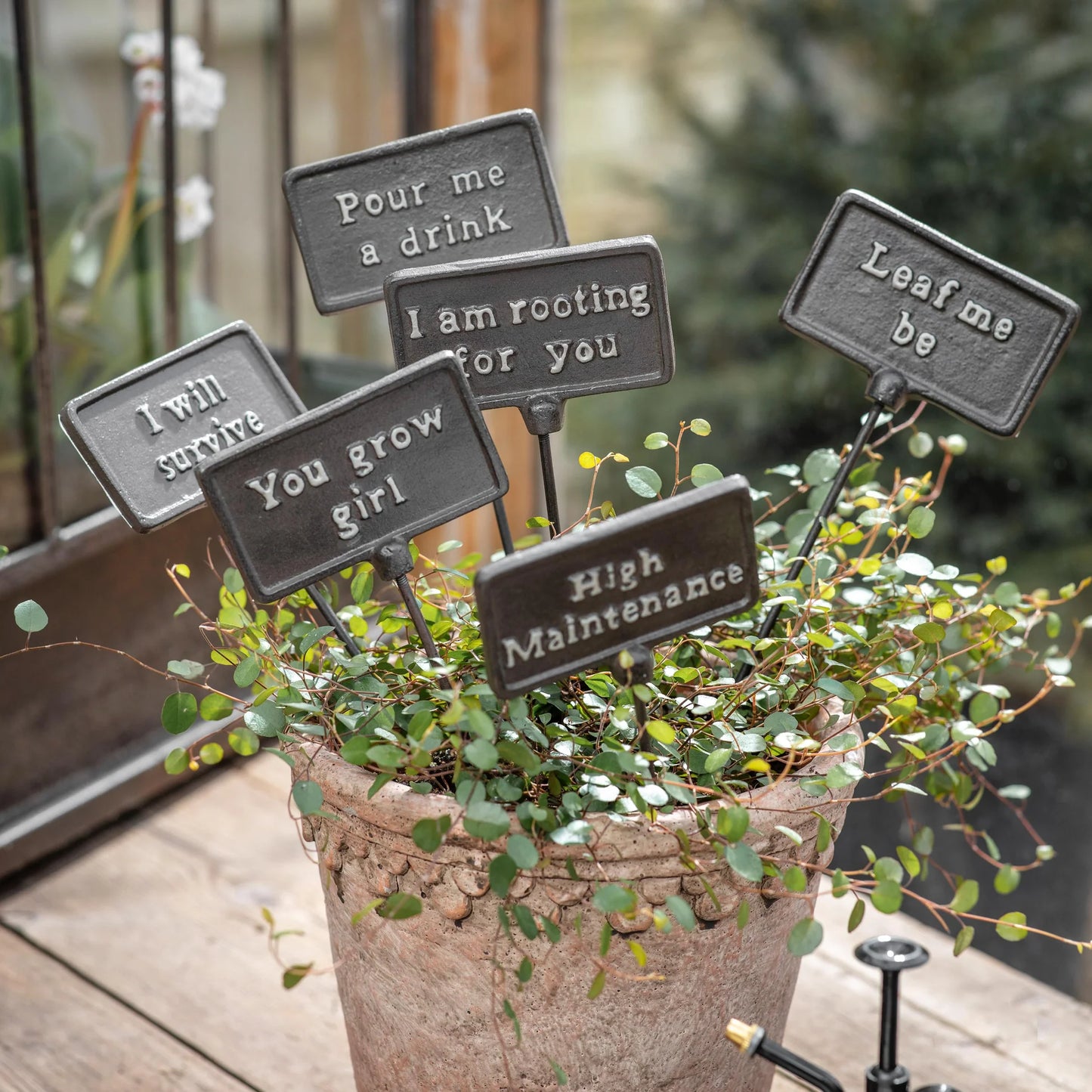 Highridge Playful Plant Signs | Annie Mo's
