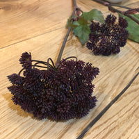 Burgundy Angelica Seed Head with Leaves 95cm