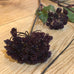 Burgundy Angelica Seed Head with Leaves 95cm