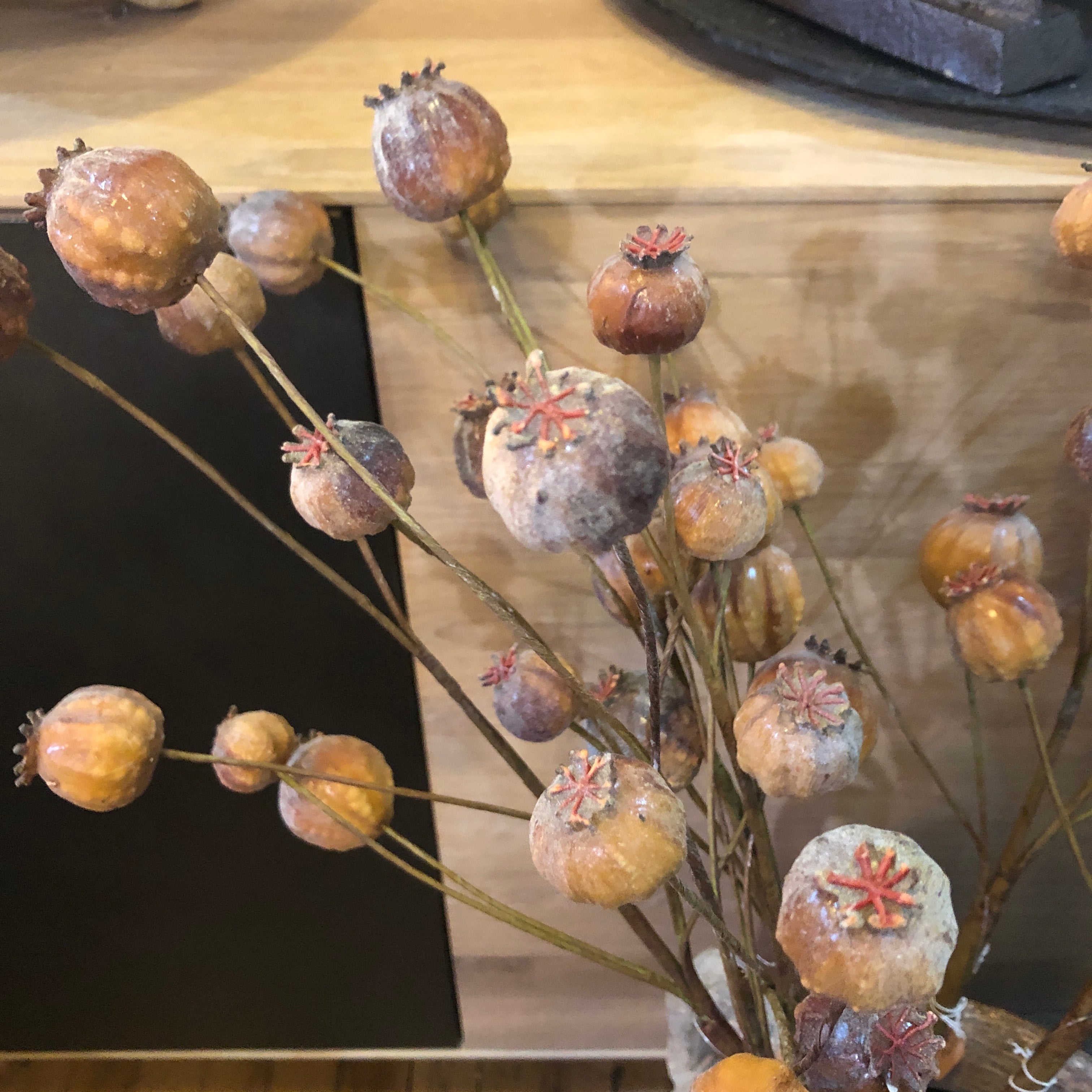 Brown Papaver Stem 66cm