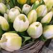 White Tulip Bunch of Four 30cm