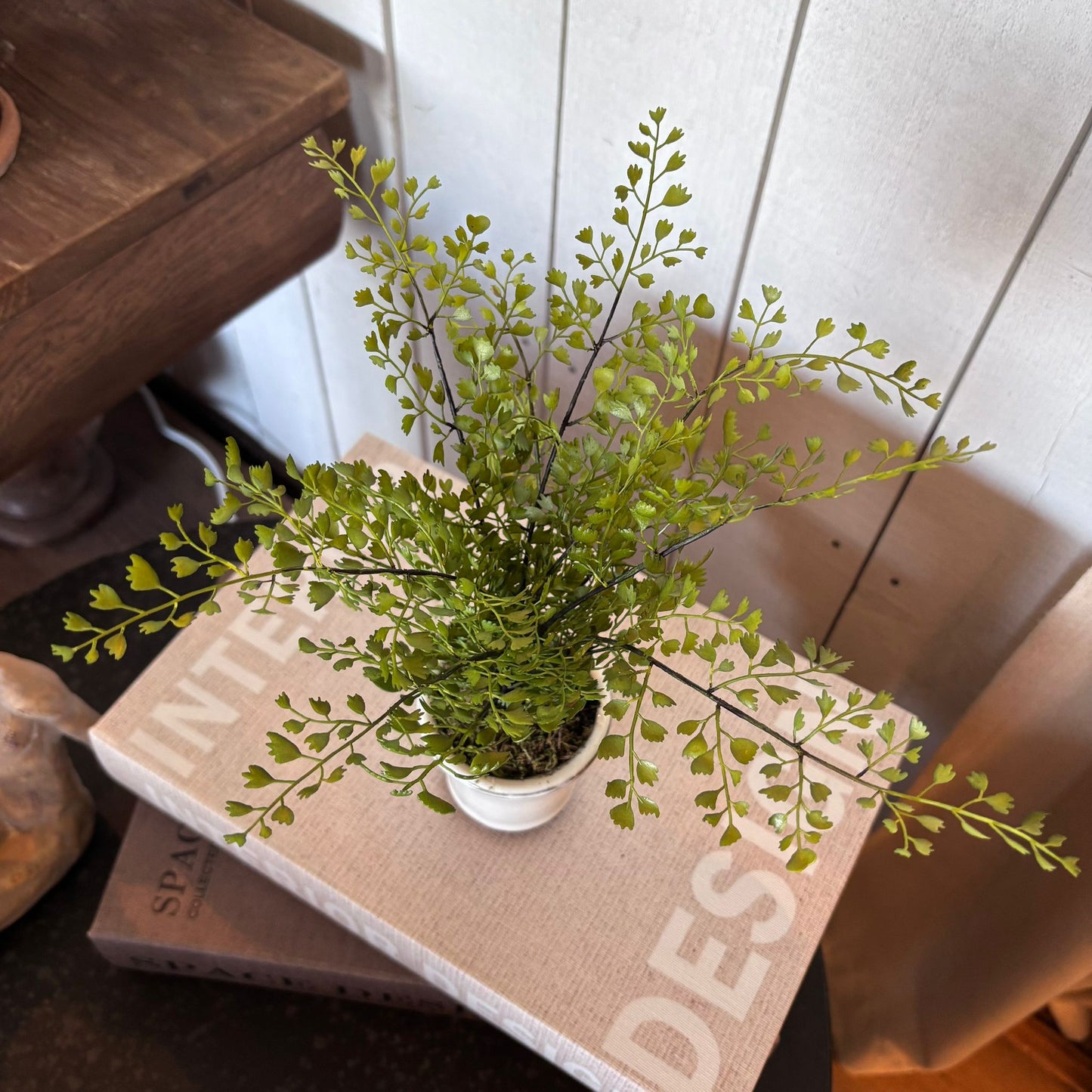 Maiden Hair Fern in Pot 23cm2