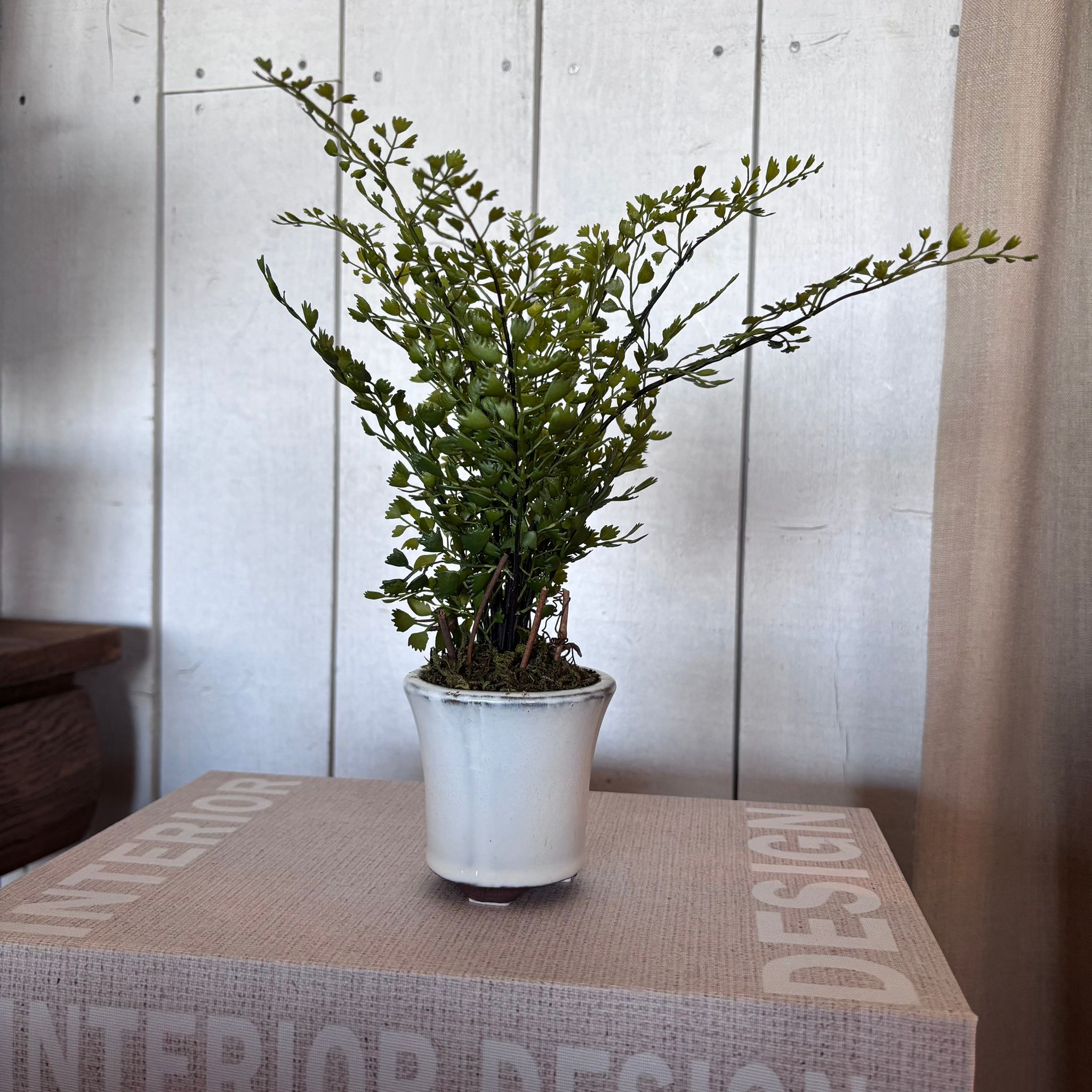 Maiden Hair Fern in Pot 23cm
