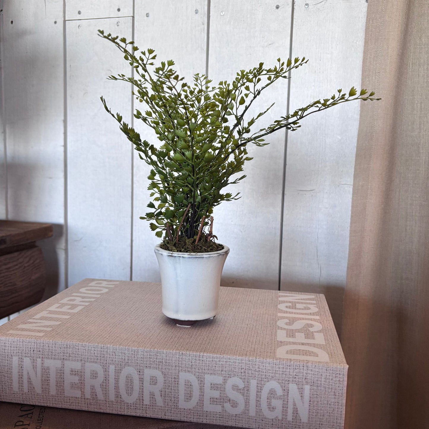Maiden Hair Fern in Pot 23cm