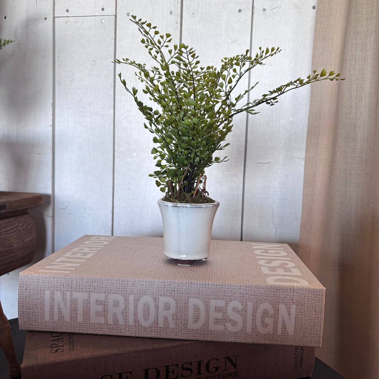 Maiden Hair Fern in Pot 23cm
